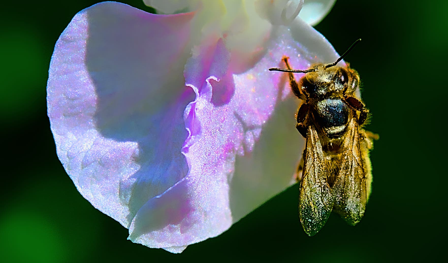 Macro-Aufnahmen-Serie 8.2 Biene auf weißer Blüte startet Putzorgie