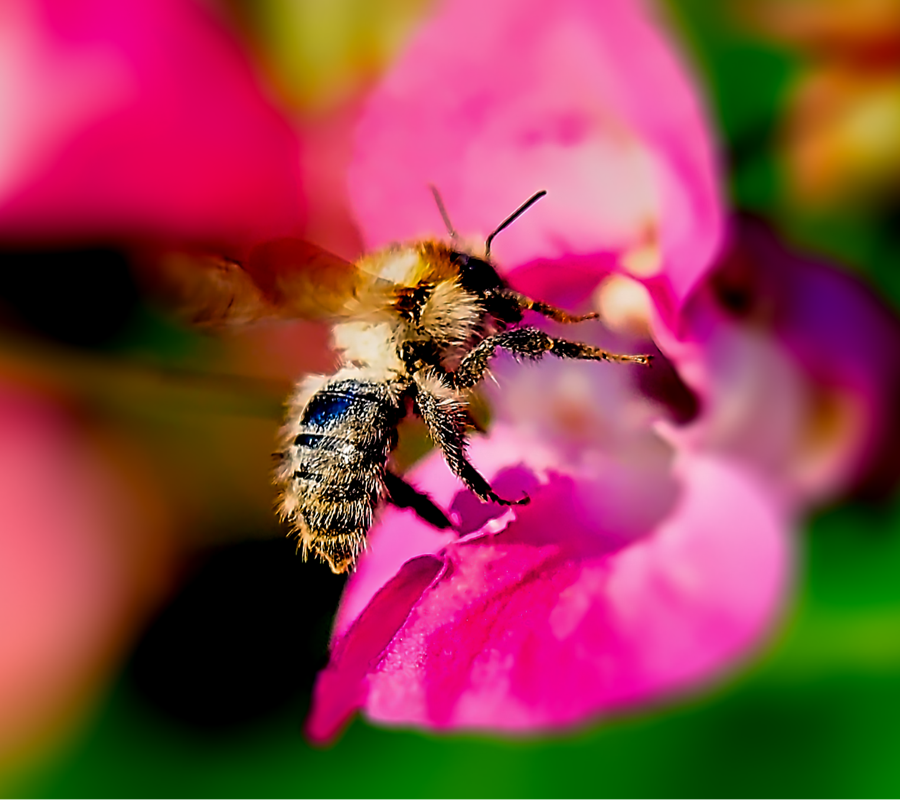 Kollage: Macro-Aufnahme 5.2 Biene im Flug