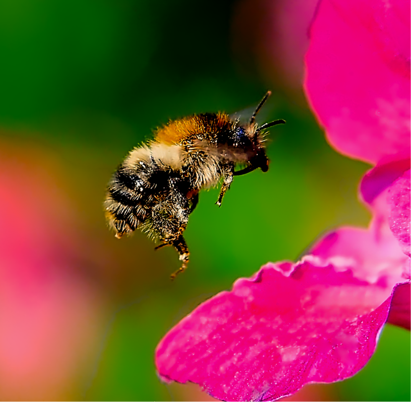 Kollage: Macro-Aufnahme 5.5 Biene im Flug