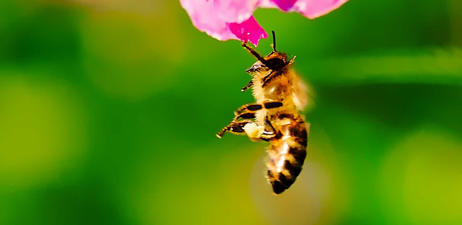 Macro-Aufnahmen-Serie 9.11 Biene ist fertig mit putzen und läßt sich fallen
