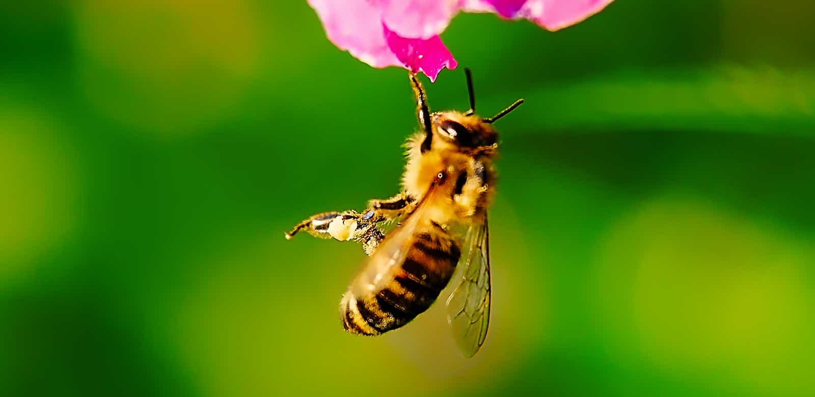 Macro-Aufnahmen-Serie 9.5 Biene hält sich mit einem Bein hängend an Blüte fest und putzt sich ausgiebig