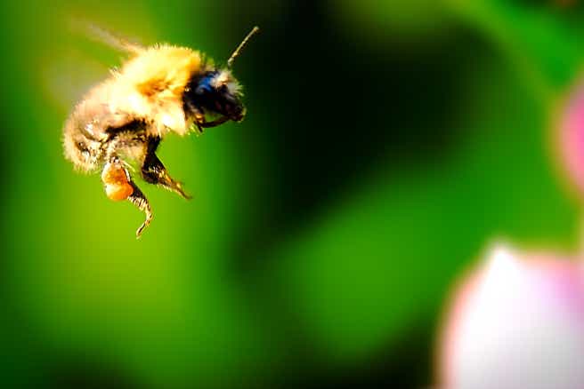 Kollage: Macro-Aufnahme 5.11 Biene im Flug